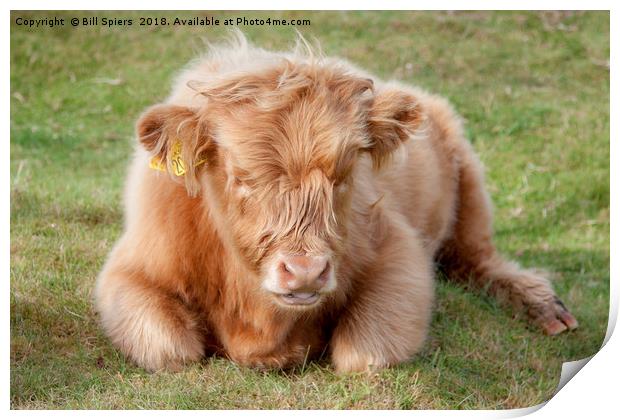 Heilin Coo Print by Bill Spiers