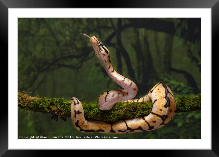 royal python Framed Mounted Print by Alan Tunnicliffe
