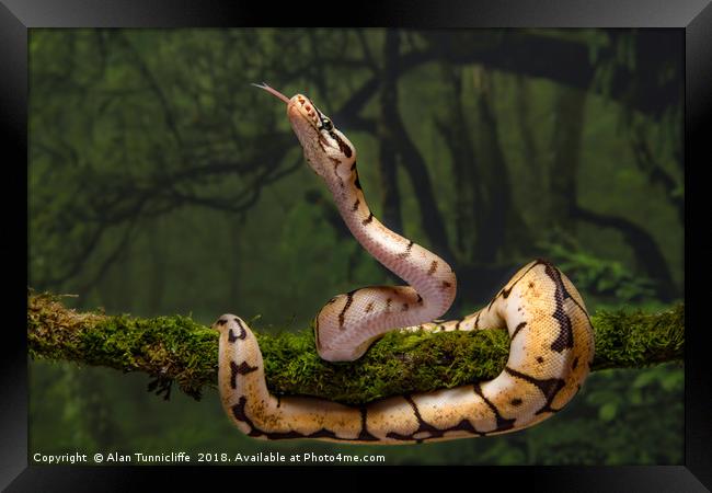 royal python Framed Print by Alan Tunnicliffe