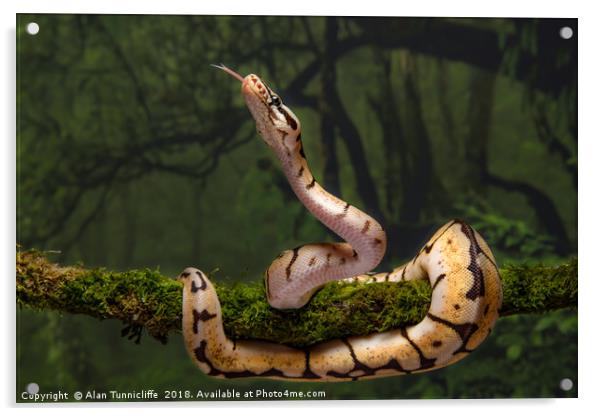 royal python Acrylic by Alan Tunnicliffe