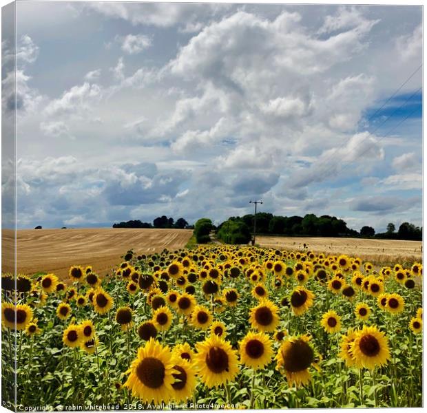 Sunflowers in Kent Canvas Print by robin whitehead