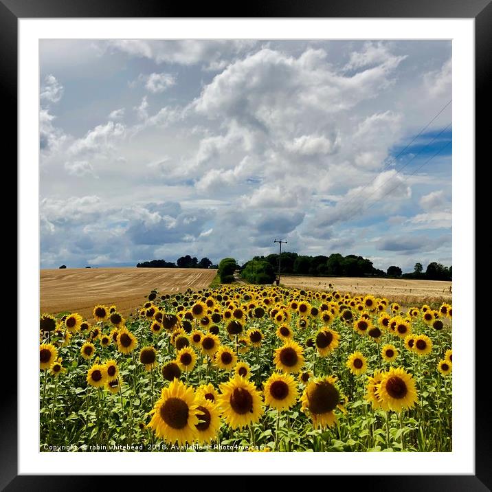 Sunflowers in Kent Framed Mounted Print by robin whitehead