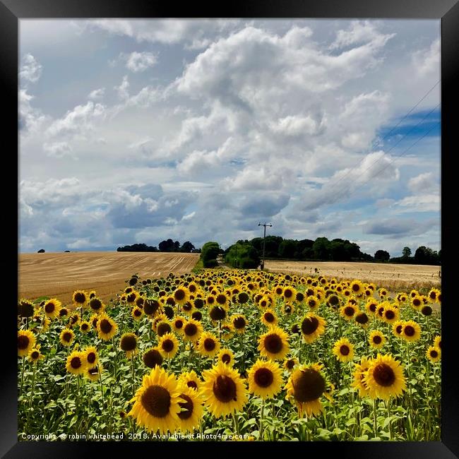 Sunflowers in Kent Framed Print by robin whitehead