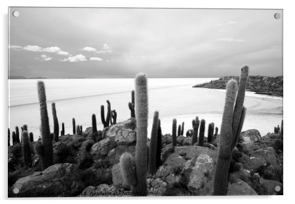 Giant Cacti on Isla Incahuasi   Acrylic by Aidan Moran
