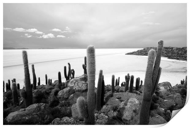 Giant Cacti on Isla Incahuasi   Print by Aidan Moran