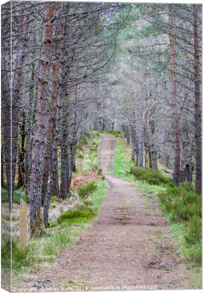 Glen Affric Woodland Walk Canvas Print by Miles Watt