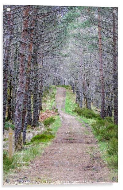 Glen Affric Woodland Walk Acrylic by Miles Watt