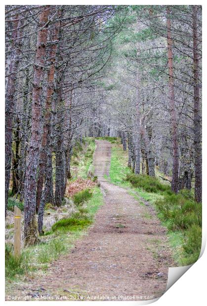 Glen Affric Woodland Walk Print by Miles Watt