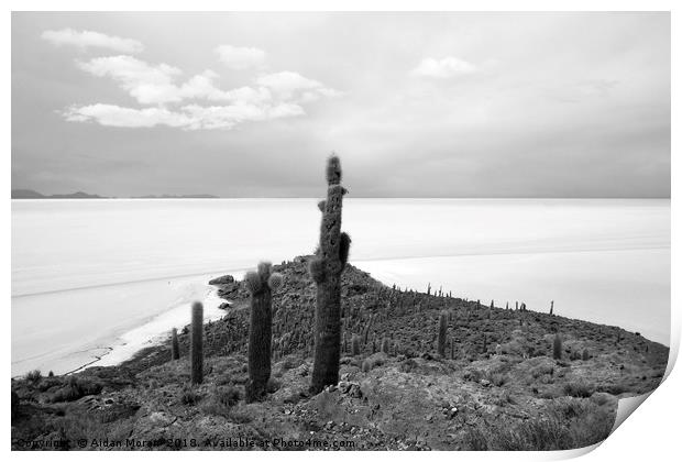 Giant Cacti on Isla Incahuasi, Bolivia   Print by Aidan Moran