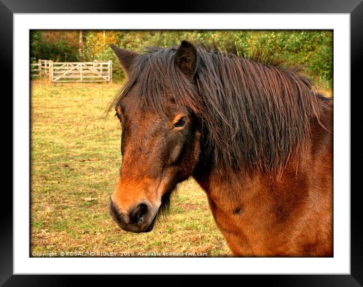 "Portrait of an Exmoor pony" Framed Mounted Print by ROS RIDLEY