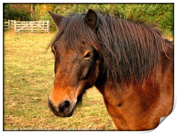 "Portrait of an Exmoor pony" Print by ROS RIDLEY