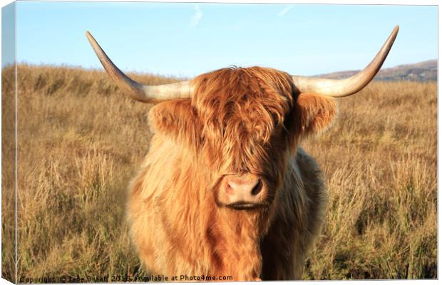 Highland Cow Canvas Print by Jane Braat