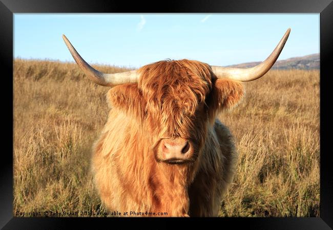 Highland Cow Framed Print by Jane Braat