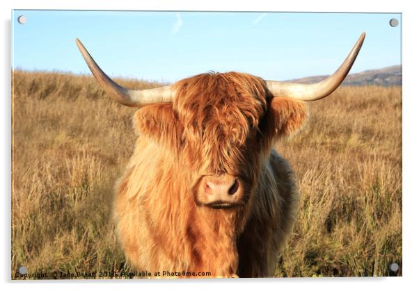 Highland Cow Acrylic by Jane Braat