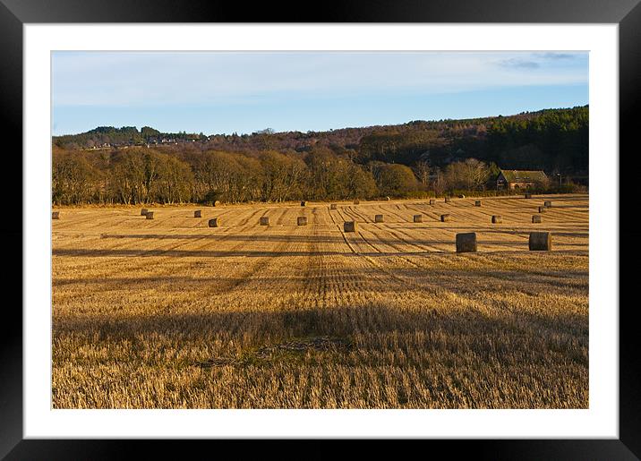 The Cornfield Framed Mounted Print by Jacqi Elmslie