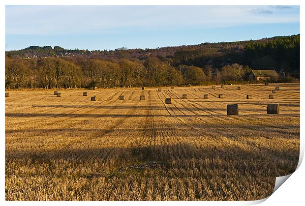 The Cornfield Print by Jacqi Elmslie