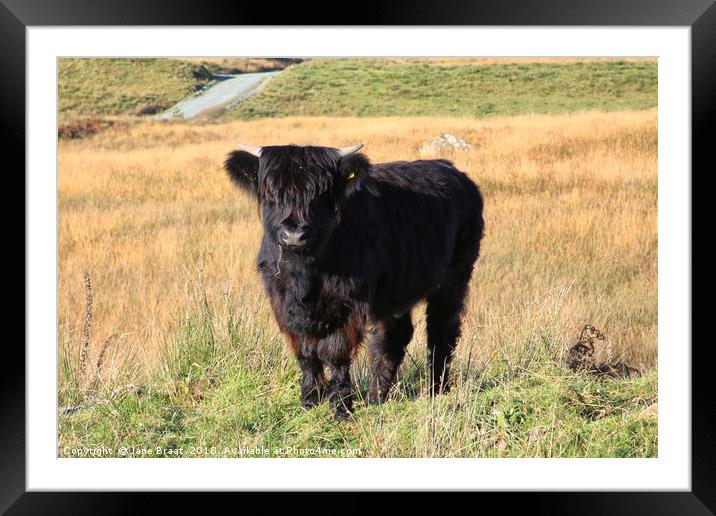 Adorable Highland Calf in Scotland Framed Mounted Print by Jane Braat