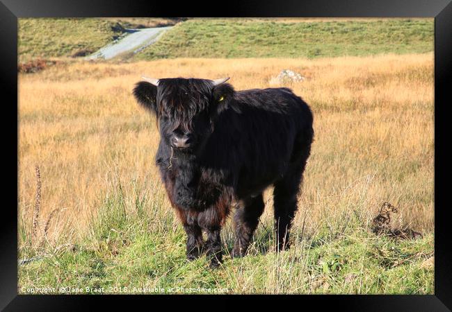Adorable Highland Calf in Scotland Framed Print by Jane Braat
