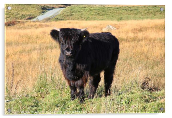 Adorable Highland Calf in Scotland Acrylic by Jane Braat