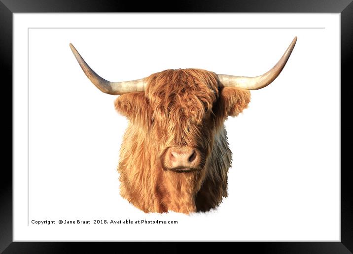 Highland Cow Portrait Framed Mounted Print by Jane Braat