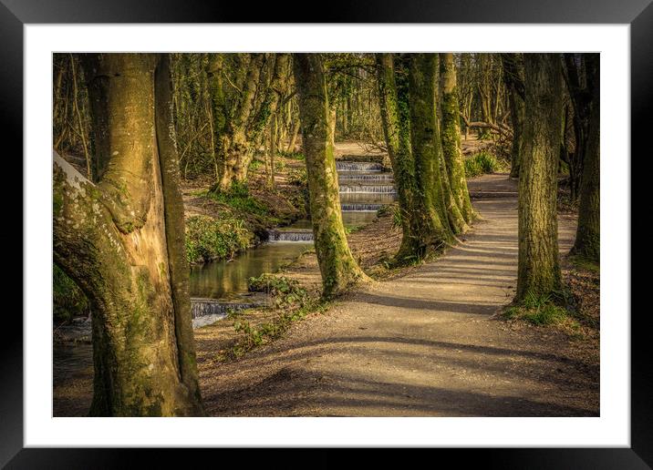 Tehidy Woods  Framed Mounted Print by craig parkes