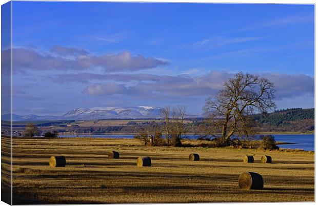 Ben Wyvis and the Beauly Firth Canvas Print by Jacqi Elmslie