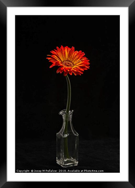 flower in vase on black background Framed Mounted Print by Josep M Peñalver