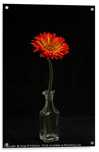 flower in vase on black background Acrylic by Josep M Peñalver