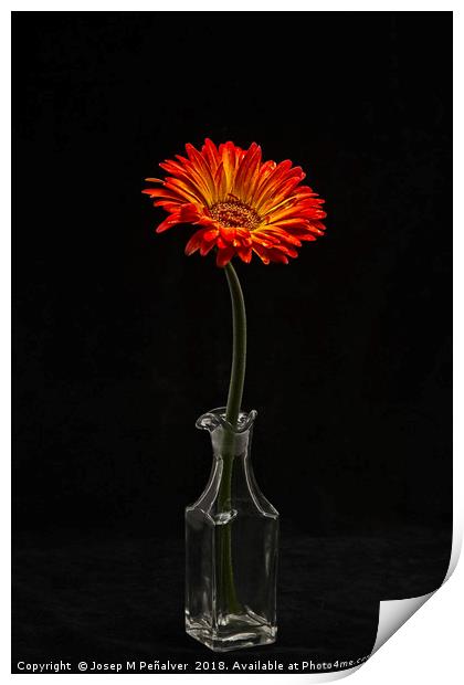 flower in vase on black background Print by Josep M Peñalver