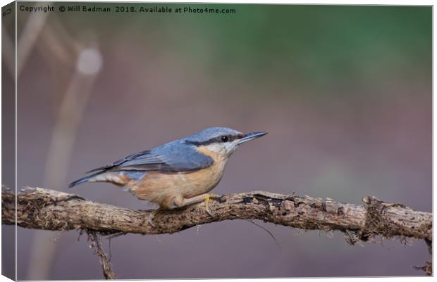 Nuthatch Bird on a Tree Branch Canvas Print by Will Badman