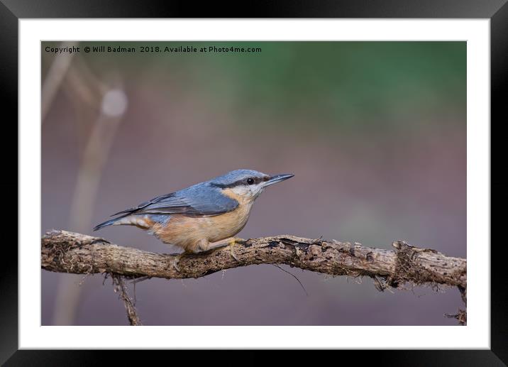Nuthatch Bird on a Tree Branch Framed Mounted Print by Will Badman
