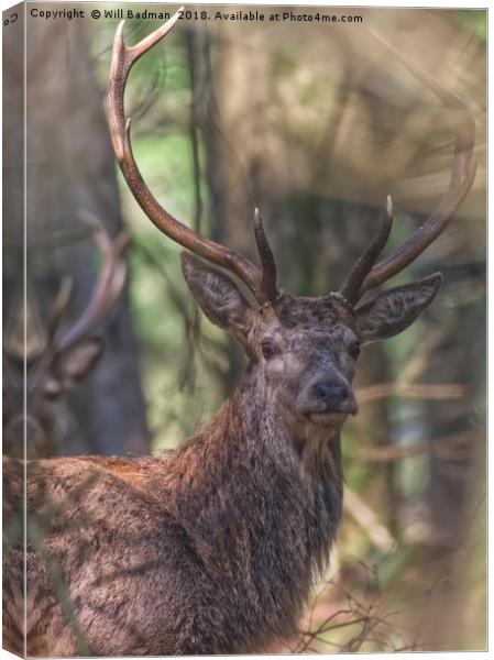 A Red Stag in the woods in the Quantocks Somerset Canvas Print by Will Badman