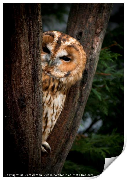 tawny owl Print by Brett watson
