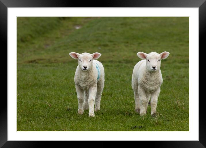 Lambs Framed Mounted Print by Thomas Schaeffer