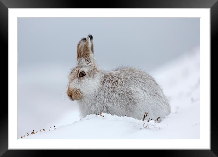 Scottish Mountain Hare Framed Mounted Print by Arterra 