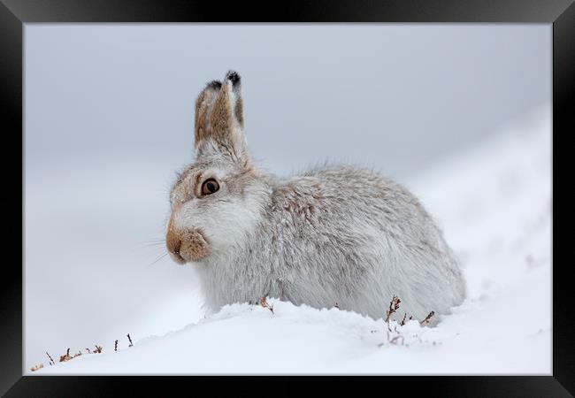Scottish Mountain Hare Framed Print by Arterra 