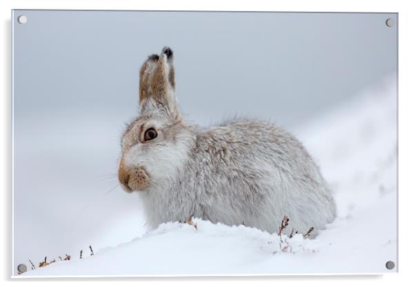 Scottish Mountain Hare Acrylic by Arterra 