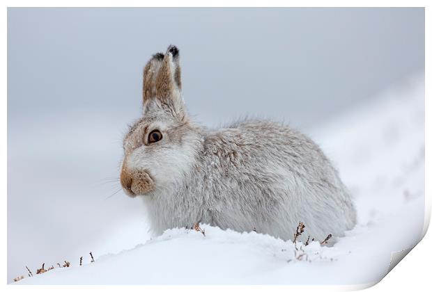 Scottish Mountain Hare Print by Arterra 