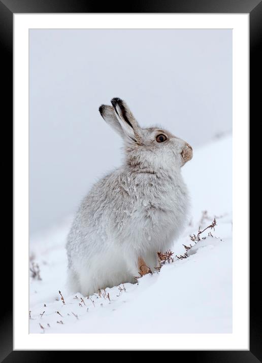 Snow Hare in Winter Framed Mounted Print by Arterra 