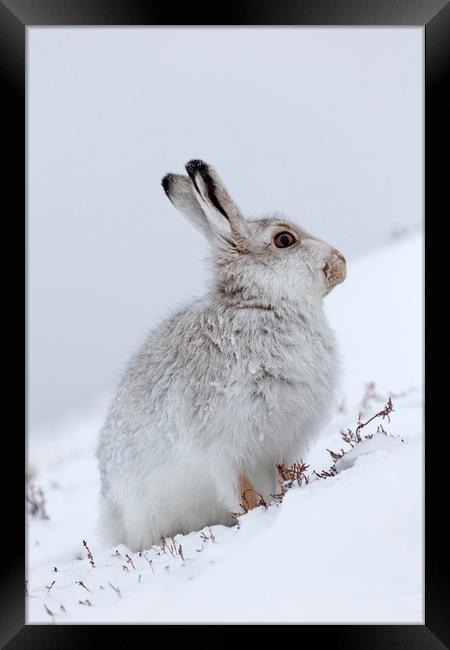 Snow Hare in Winter Framed Print by Arterra 