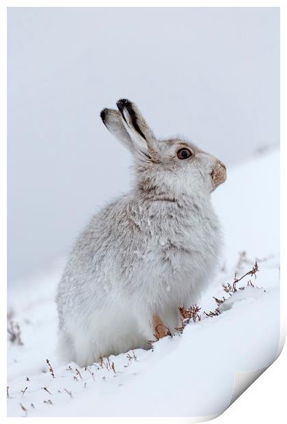 Snow Hare in Winter Print by Arterra 