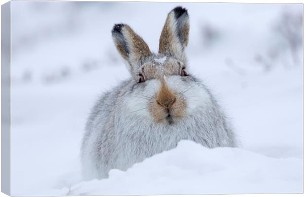 Mountain Hare in the Snow Canvas Print by Arterra 