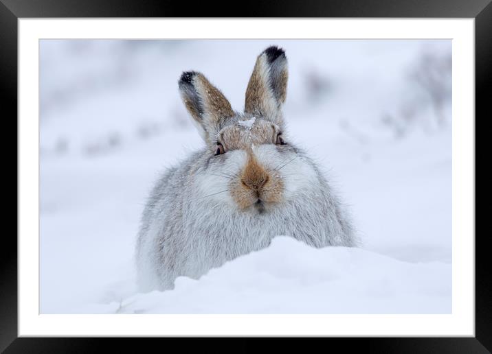 Mountain Hare in the Snow Framed Mounted Print by Arterra 