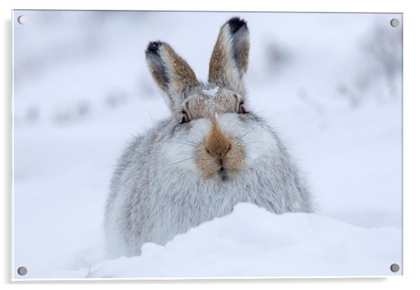 Mountain Hare in the Snow Acrylic by Arterra 