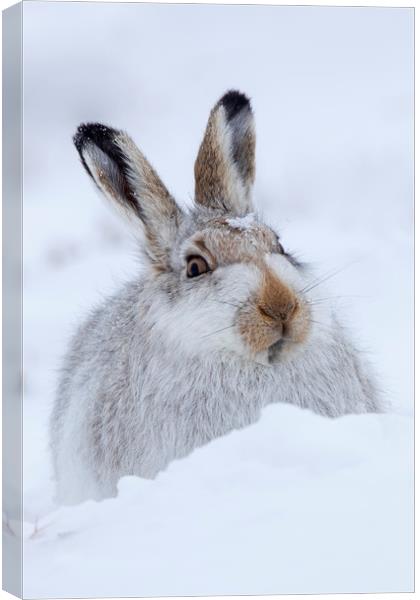 Scottish Snow Hare Canvas Print by Arterra 