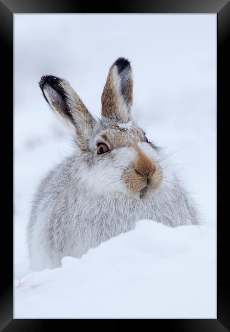 Scottish Snow Hare Framed Print by Arterra 