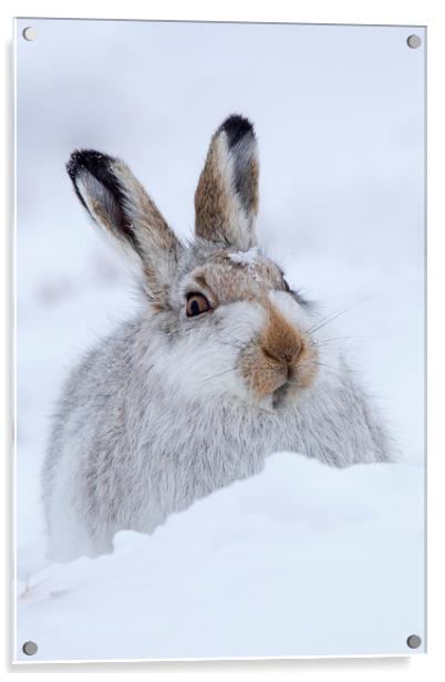 Scottish Snow Hare Acrylic by Arterra 