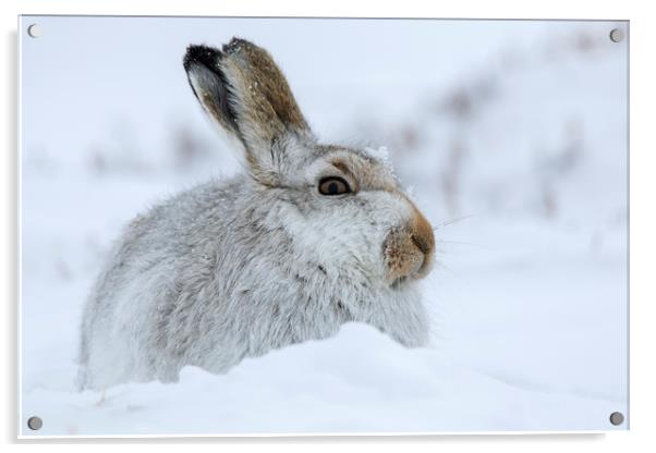 Scottish Snow Hare Acrylic by Arterra 