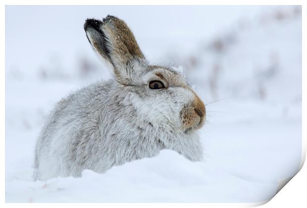 Scottish Snow Hare Print by Arterra 