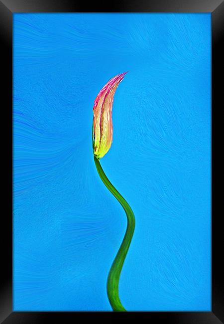 Rose Abstract Framed Print by Donna Collett